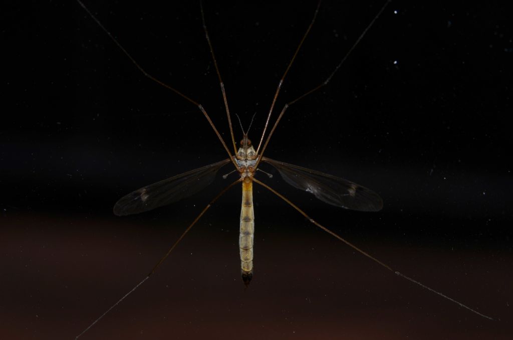 Tipula sp.